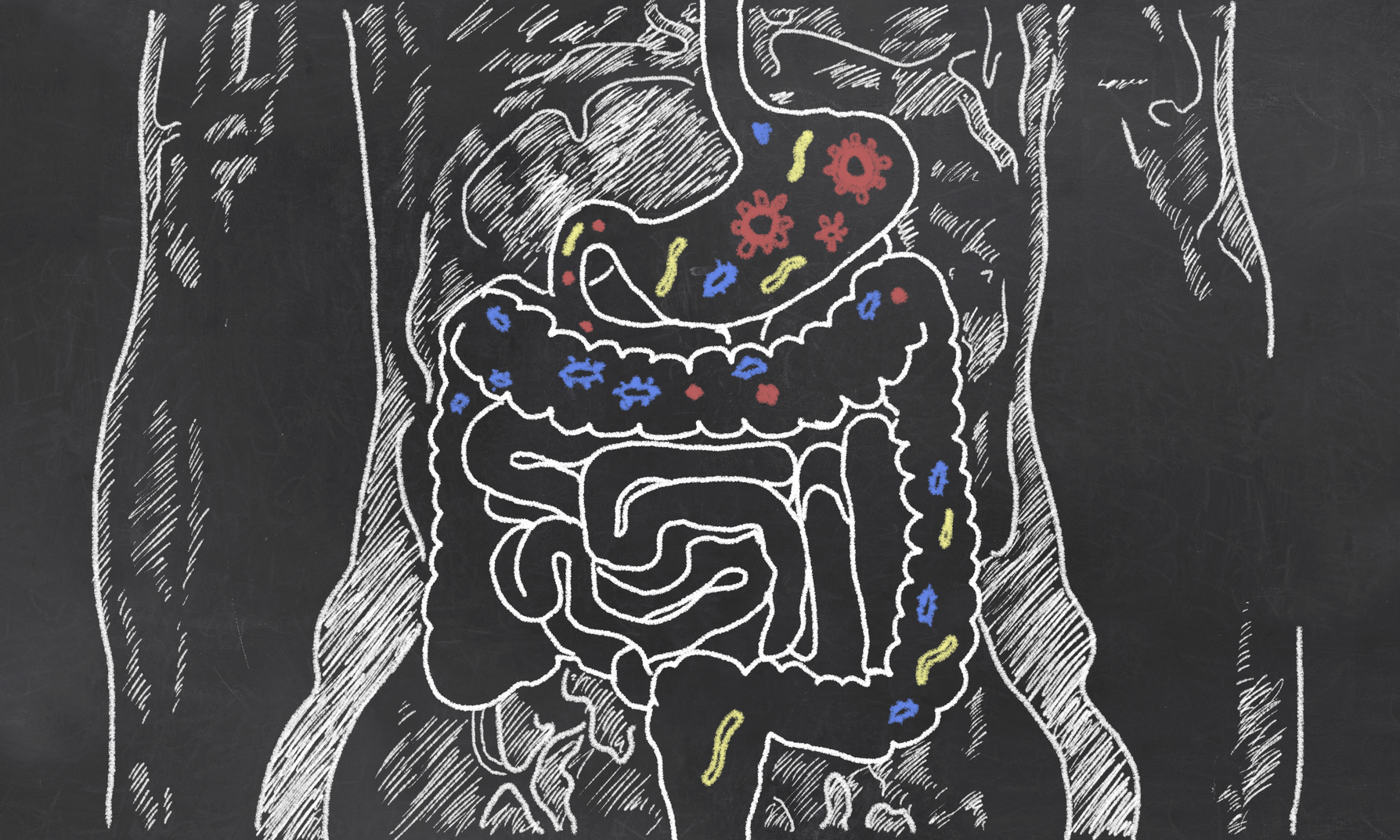 What does your digestive system look like? From start to finish. (For Spectrum Health Beat)