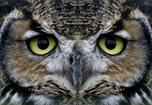 A night owl is shown.