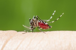 A mosquito is shown.