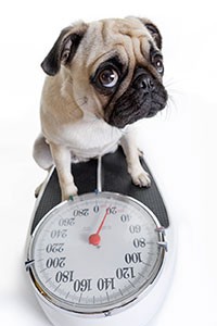 A pug sits on a weight scale and frowns.