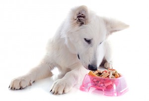 A dog looks over at a pink bowl full of dog treats.