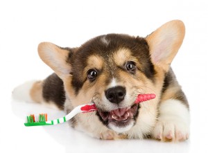 A dog holds a toothbrush in its mouth.