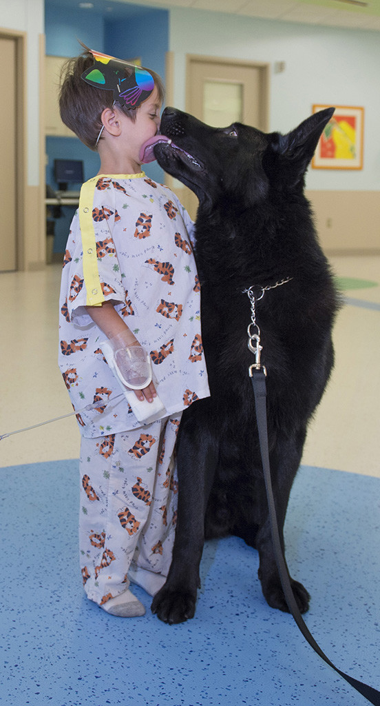 Spectrum Health police dog Cain licks Bronson Froster in Spectrum Health Helen DeVos Children's Hospital.