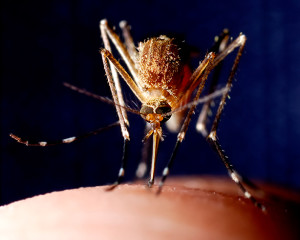 A mosquito sucks blood out of a person's skin.