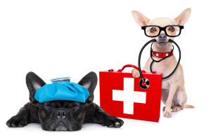 One dog wears glasses and holds an stethoscope in its' mouth. Another dog lies on the ground with an ice pack on its' head.