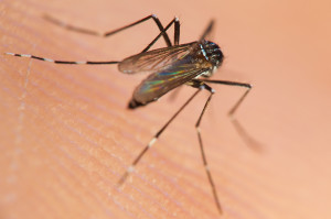 A mosquito is shown sitting of someone's skin.