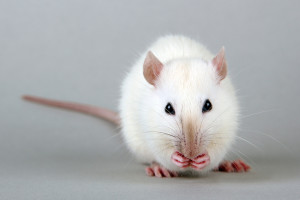 A white rat is shown.
