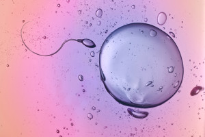 An image of sperm and egg fertilization is shown.