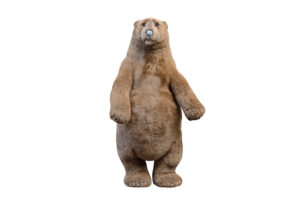 A large brown bear is shown to symbolize a "dad bod."