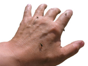 A person's hand is in focus with mosquitoes sitting on it.