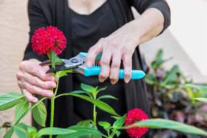 A woman uses floral scissors to cut off a flower.