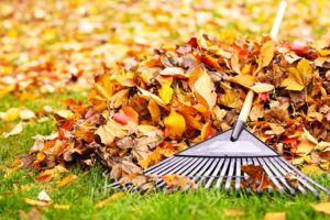 A rake is shown in a pile of leaves.