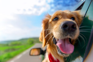 A dog sticks its' head out a car window and smiles.