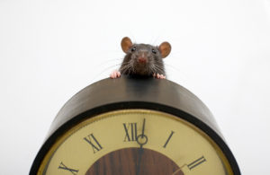 A tiny mouse peers over a clock.