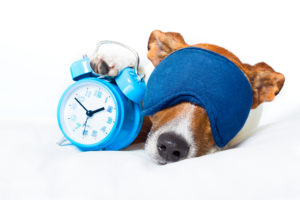 A dog wears a sleep mask and places his paw on top of a blue alarm clock. He appears to be snoozing the alarm clock.