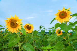 Sunflowers are shown.
