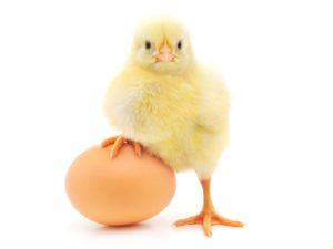 A baby chicken steps on an egg.