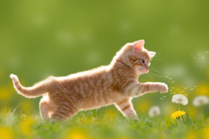 An orange cat plays with a dandelion outside.