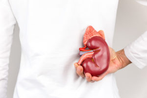 A person holds a 3-D diagram of a kidney.