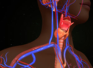 An illustration of a person's blood vessels is in focus.
