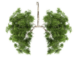 A plant is shaped into a pair of lungs.