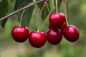 Cherries are good for your health.