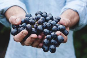 A person holds black grapes in their hands.