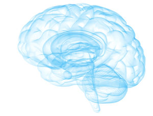 A drawn image of a brain.