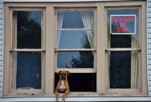 A dog sits out a window. The window has a sign that reads, "Beware of Dog."
