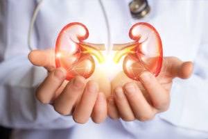 A doctor holds an artificial image of kidneys.