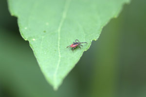 A black-legged tick sits on a green leaf outside.
