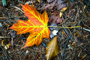 A orange-and-yellow leaf is shown on the ground.