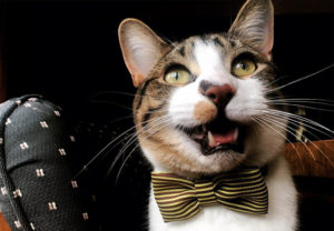 A cat wears a bowtie and smiles with its mouth open.