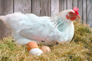 A chicken sits in hay next to three eggs.