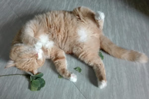 A orange cat lies on the floor next to catnip.
