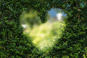 A green heart-shaped hole located within a bush is in focus.