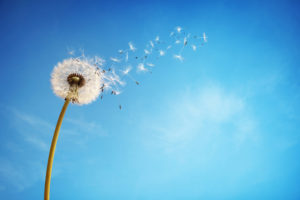 A dandelion loses some of its seed in the wind. The dandelion is shown in front of a blue sky.
