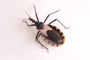 Triatomine, or the so-called "kissing bug"