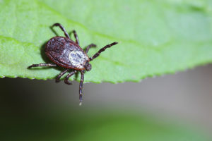 A black-legged tick poses on a leaf, waiting for an animal to brush up against it, so it may crawl on its new blood host.