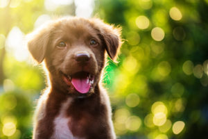 A brown labrador puppy smiles outside.