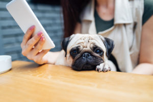 A pug rests its' head on a table as a woman pays attention to her phone.