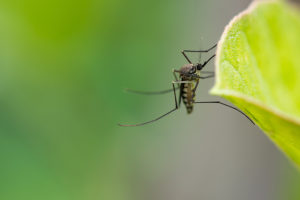 A mosquito sits on a bright green leaf.