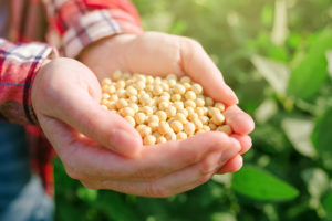 A person reaches out their hands.  Their hands are filled with soy.