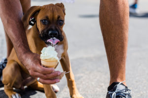 A man holds an ice cream cone in front of a dog's face outside. The dog licks the ice cream cone.