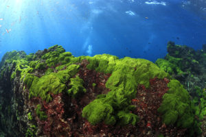 Microalgae is shown.
