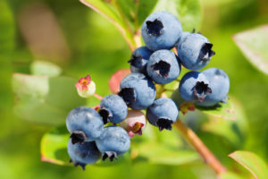 Blueberries are shown.